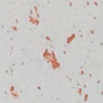 Radiant Copper